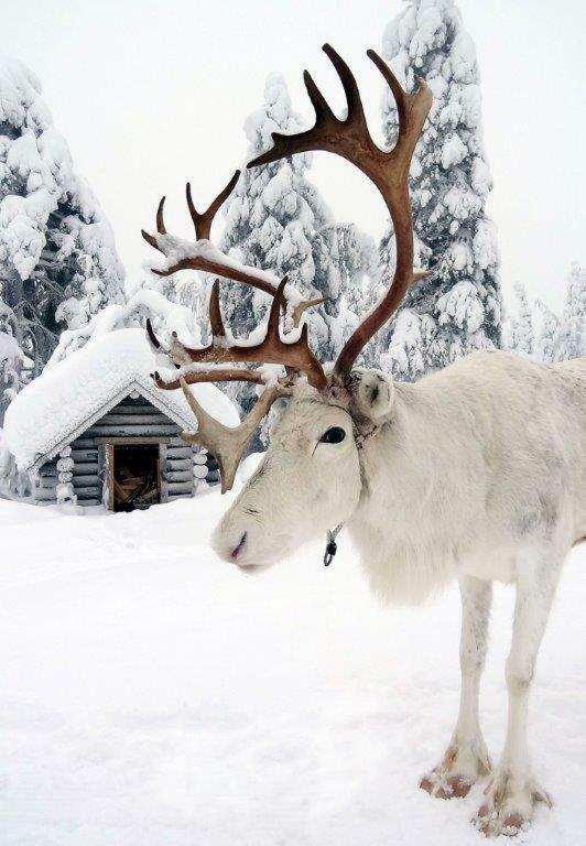 Rovavisit Apartments Siljo Rovaniemi Dış mekan fotoğraf